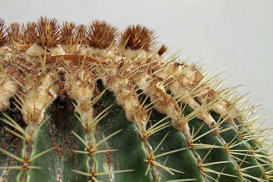 cactus, thorn, plant, prickly, spiky, close-up, nature, spiked, day, sharp