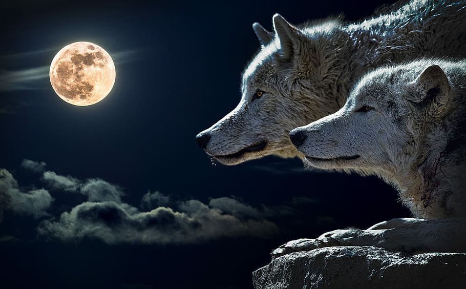 dois, lobos, noite, cheio, lua, dois lobos, uma noite com, lua cheia, artística, nuvem