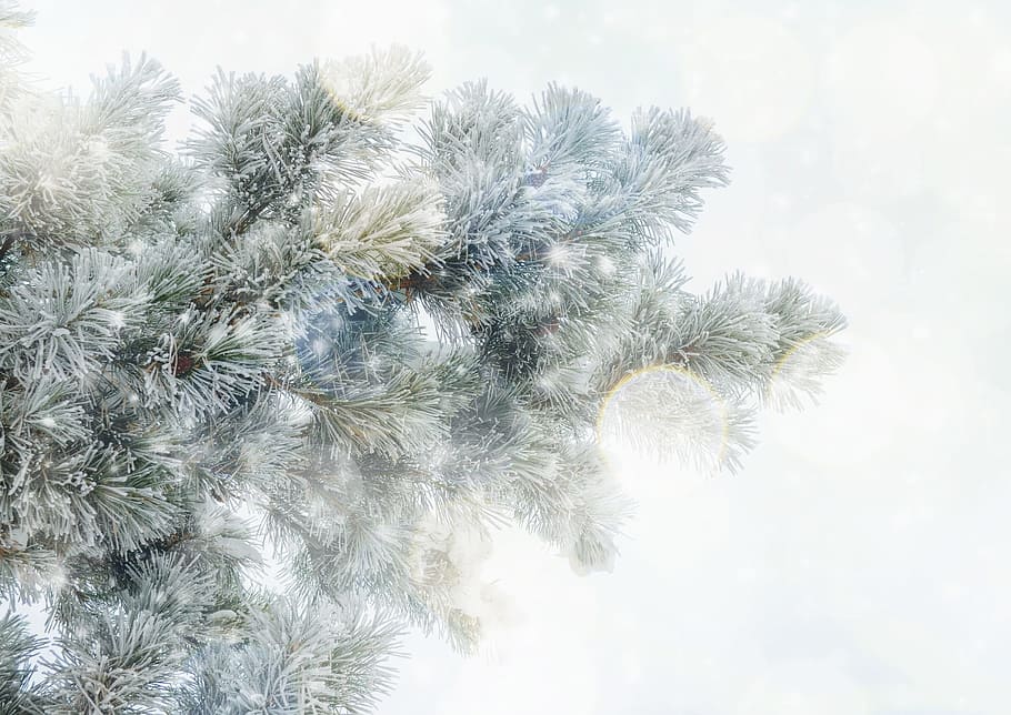 christmas tree, string lights, texture, background, tannenzweig, snow, winter, christmas, branch, fir green