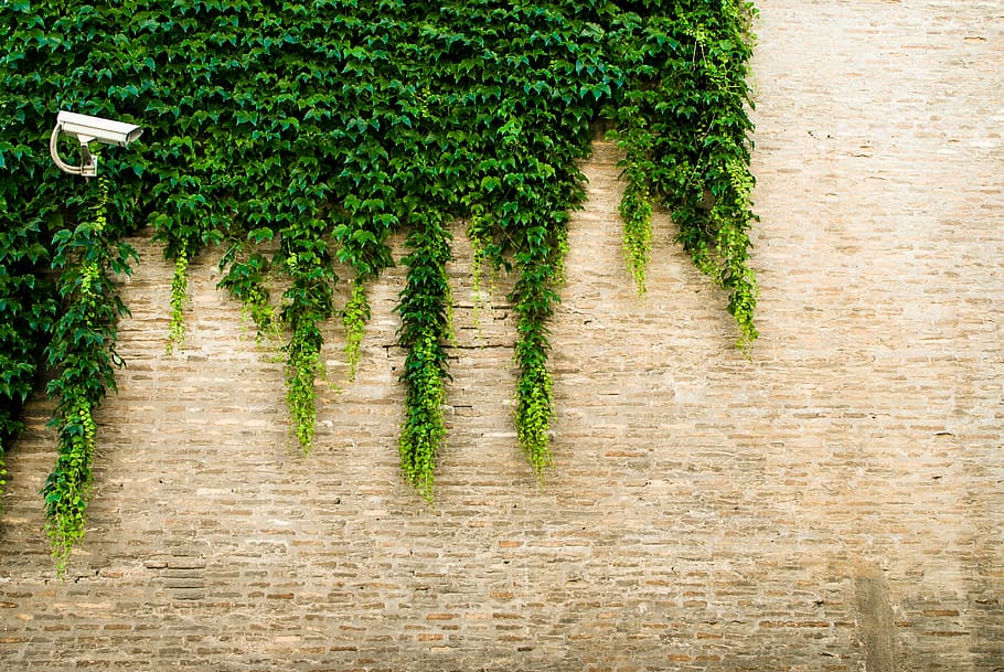 person, taking, green, plants, vain, plant, wall, silver, cctv, camera