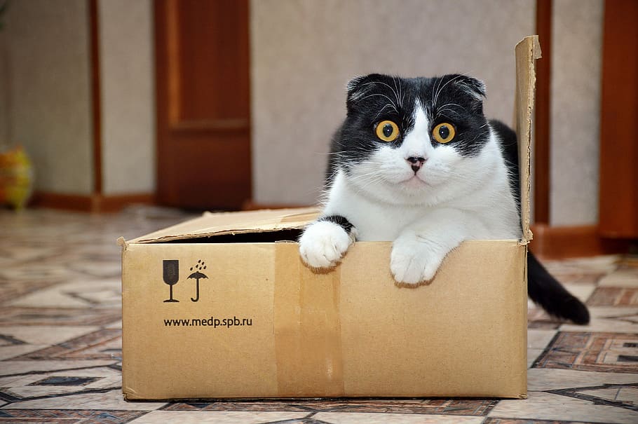gato, reclinable, marrón, caja de cartón, caja, lindo, Animales, mamíferos, temas de animales, cartón