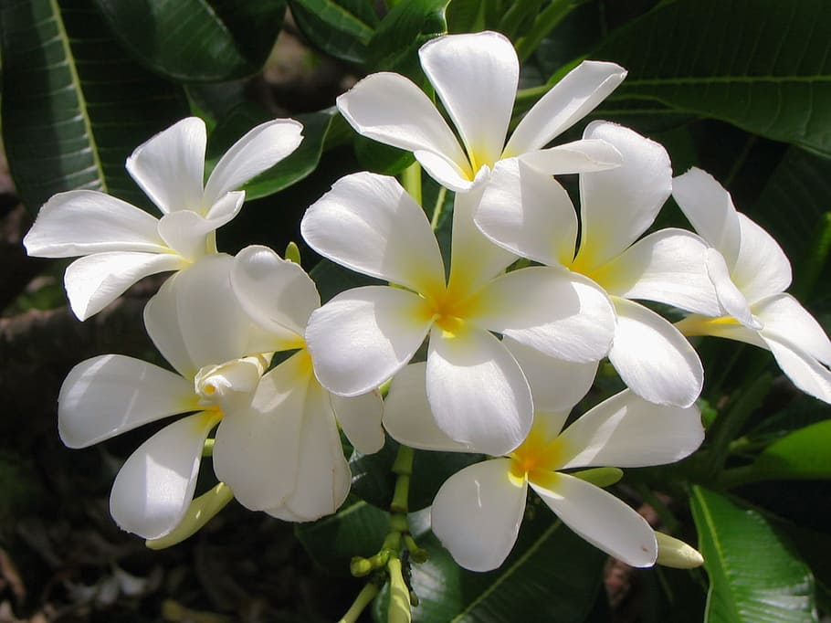 jazmín, flor, flor blanca, blanco, planta, tropical, próspero, exótico, pétalo, planta floreciendo