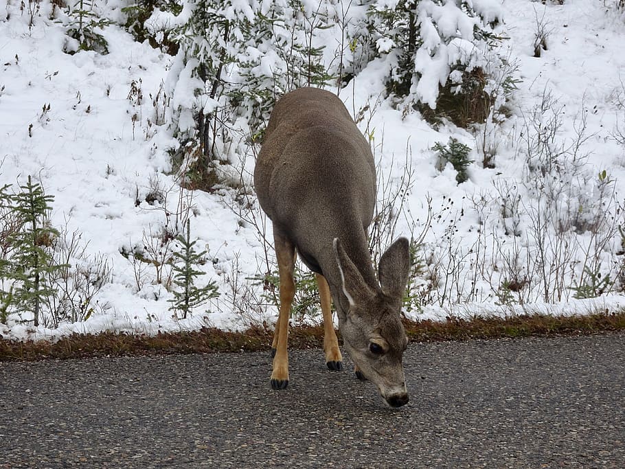 deer, doe, licking, wildlife, cervidae, canada, female, whitetail, ears, adorable