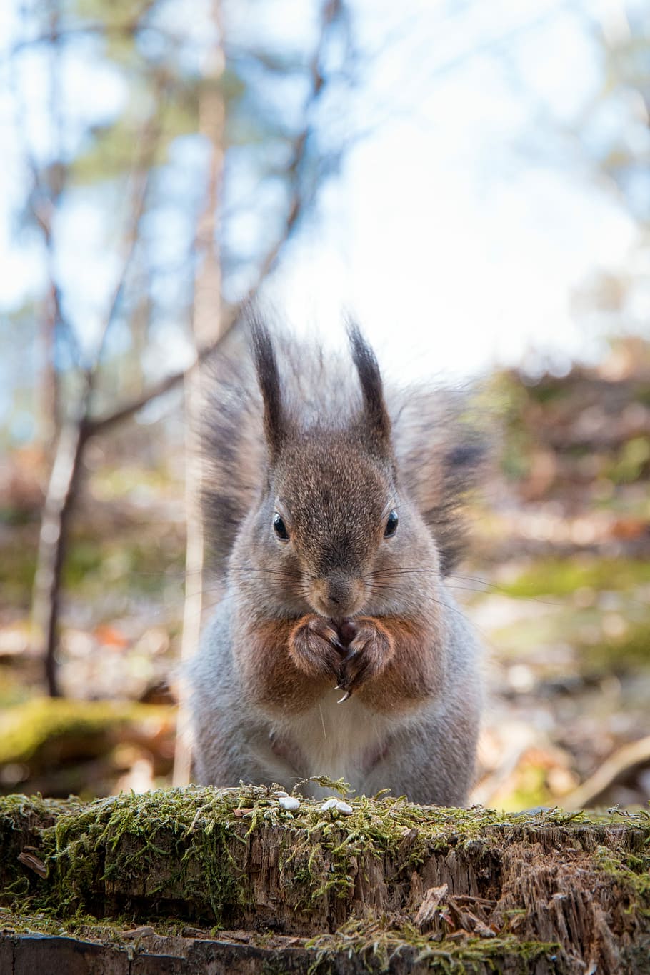 Squirrel, Animal, Sciurus Vulgaris, the rodent, helsinki, seurasaari, nature, nature photo, finnish, spring