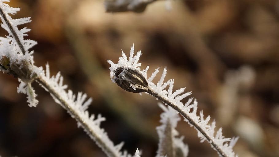 flower, seeds, winter, ice, snow, crystal, frost, cold, plant, seed capsule