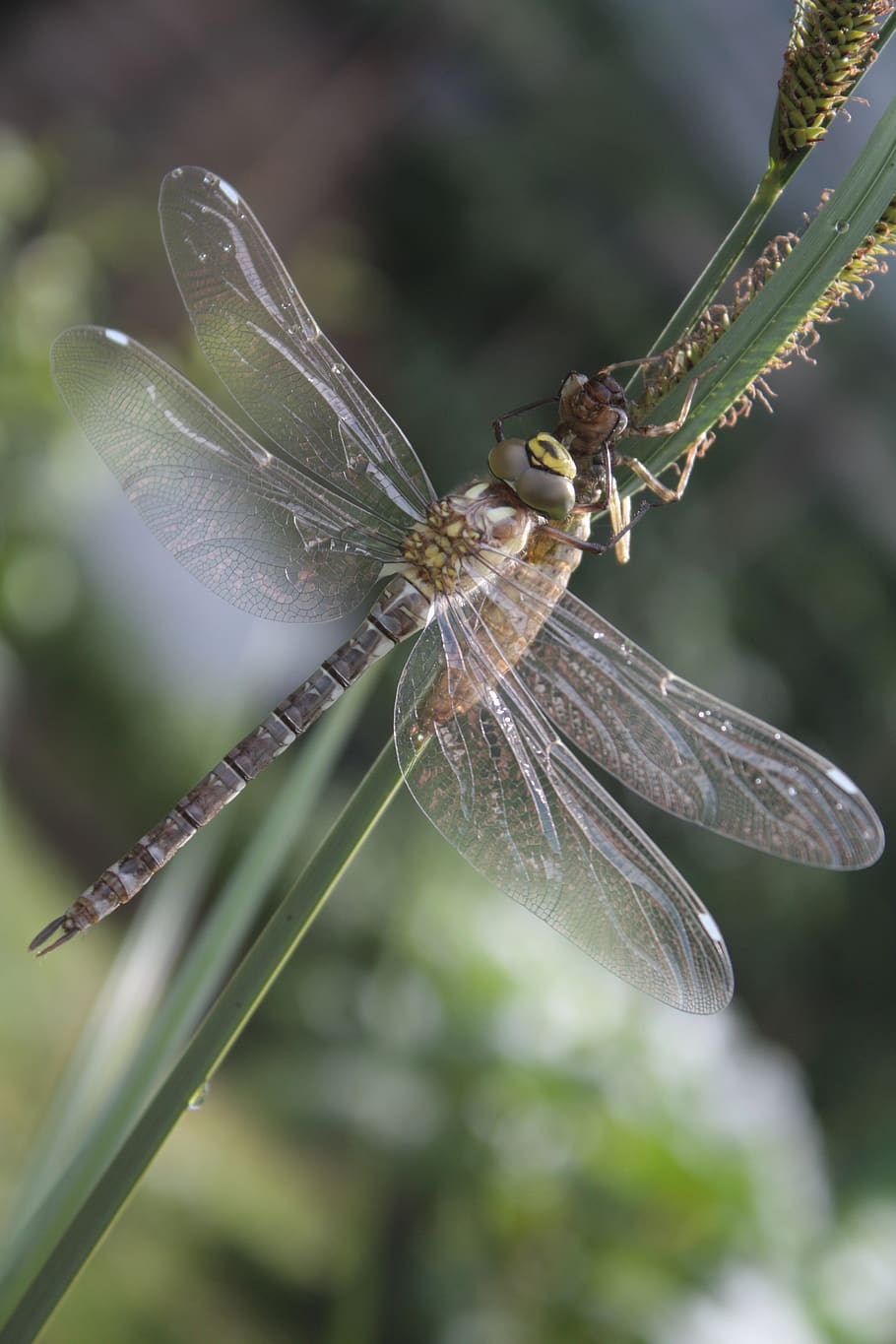 dragonfly, dragonflies, aeshna, hawker, close up, flight insect, insect, pond, wing, garden pond