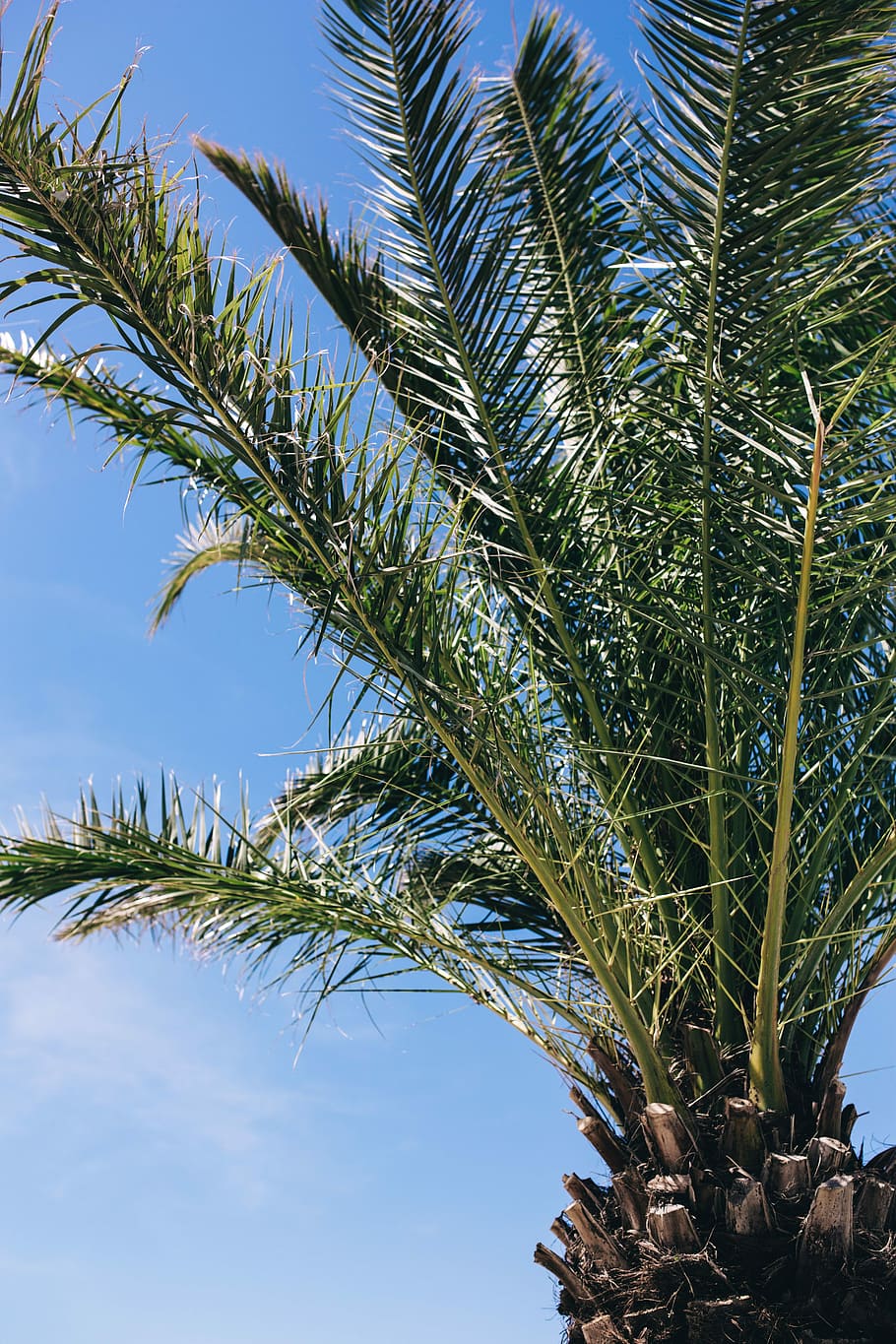 green palm tree, Green, summer, nature, sky, leaf, leaves, tree, outdoors, tropical
