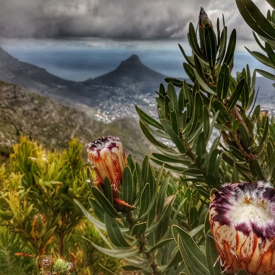 protea, lions, head, cape, town, plant, beauty in nature, nature, growth, flower