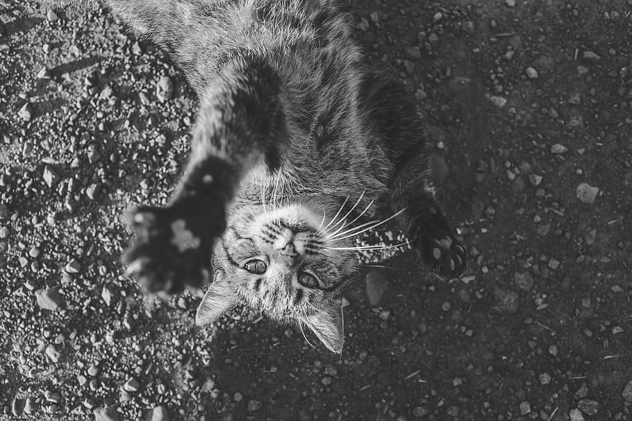 grayscale photography, cat, grayscale, photography, pet, animal, paws, whiskers, animal wildlife, animals in the wild
