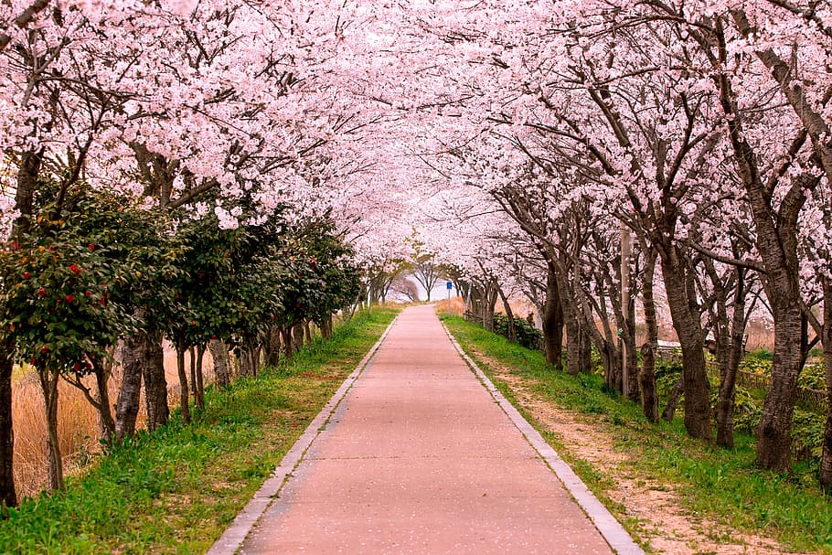 concrete, pathway, surrounded, cherry, blossoms, cherry blossoms, blossom, travel, path, street