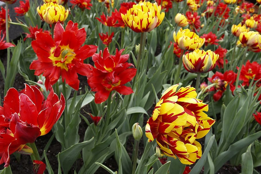 tulip, gerber daisy, bunga, mekar, segar, musim panas, botani, alami, berbunga, daun bunga