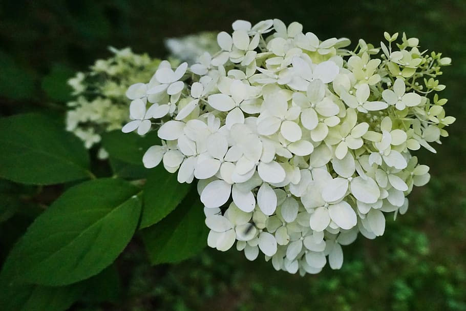 hortensia, hortensia de invernadero, flores, plantas, flora, flores blancas,  hojas verdes, verano, naturaleza, jardín jardín planta | Pxfuel