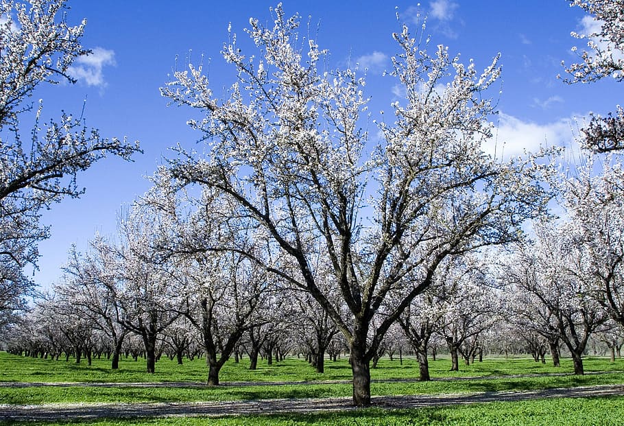 Flower, Almond Tree, Nature, tree, springtime, blossom, agriculture, branch, plant, beauty in nature