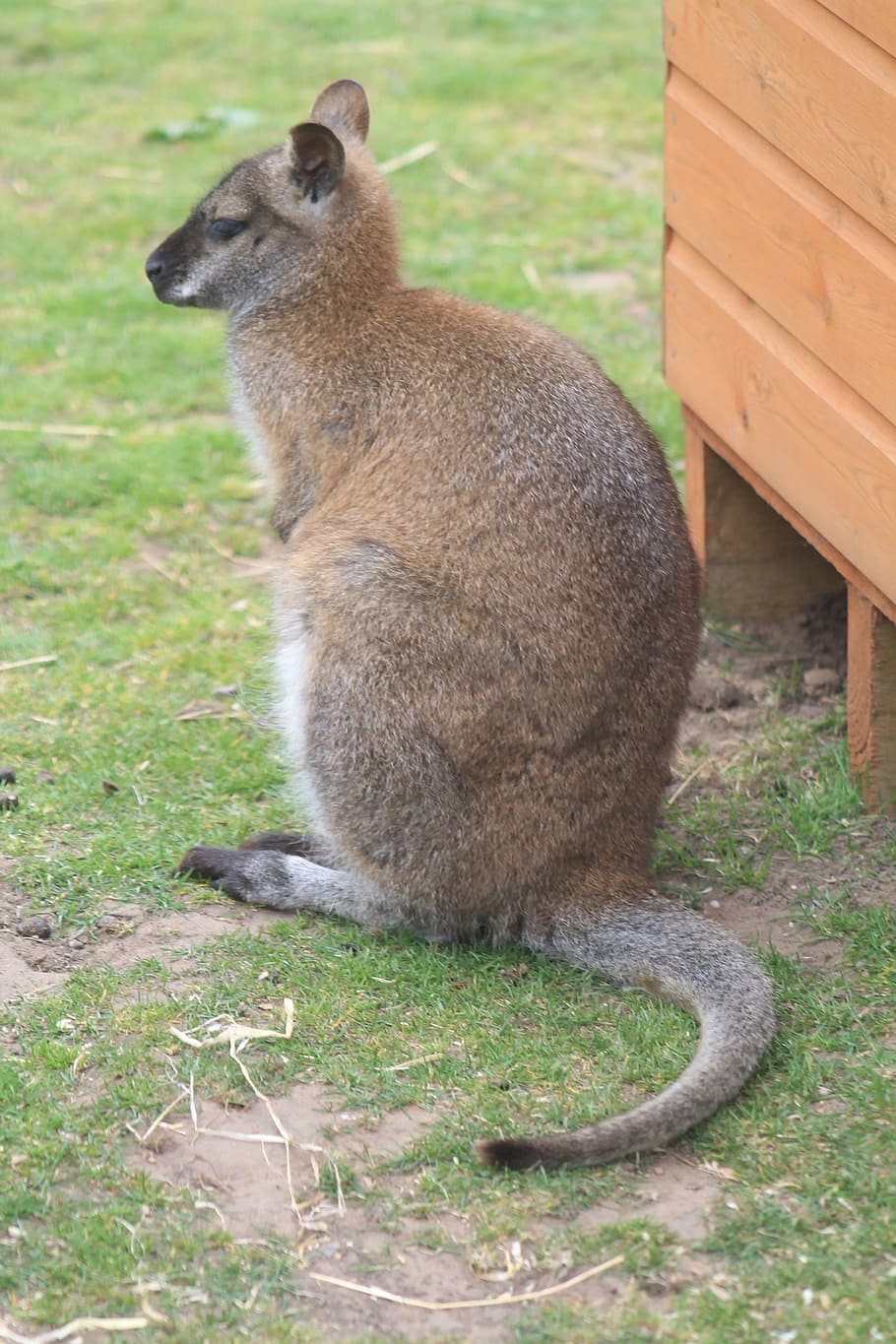 wallaby, animal, fauna, naturaleza, mamífero, australia, marsupial, zoológico, bolsa, cola