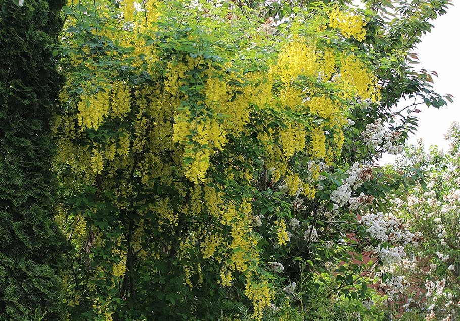 laburnum, flowers, yellow, plant, tree, growth, beauty in nature, green color, nature, day