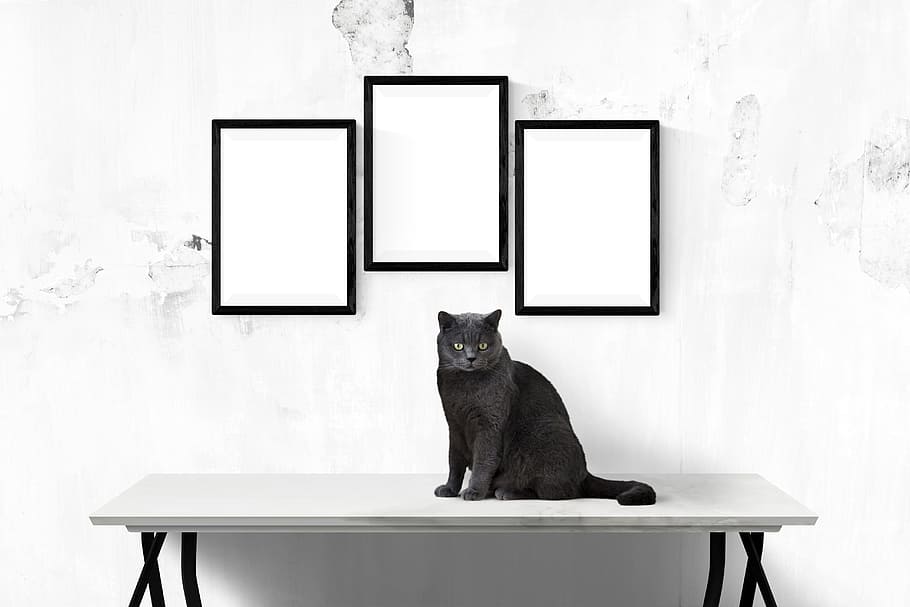 black, cat, console, table, three, photo frames, poster, mockup, wall, template