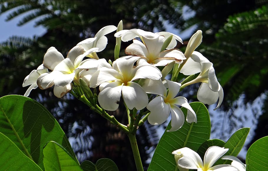 プルメリア フランジパニ キョウチクトウ科 寺院の木 花 白 香りのよい ダーワード インド 植物 Pxfuel