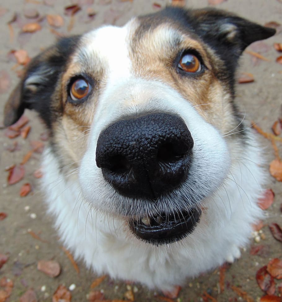 dog, nose, eyes, hazelnut, smiling, friend, trust, happy, close-up, loving