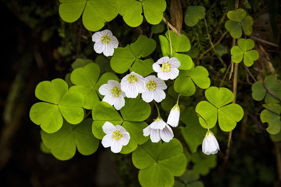 klee, sorrel, common wood sorrel, oxalis, lucky clover, forest, green, leaves, flowers, plant