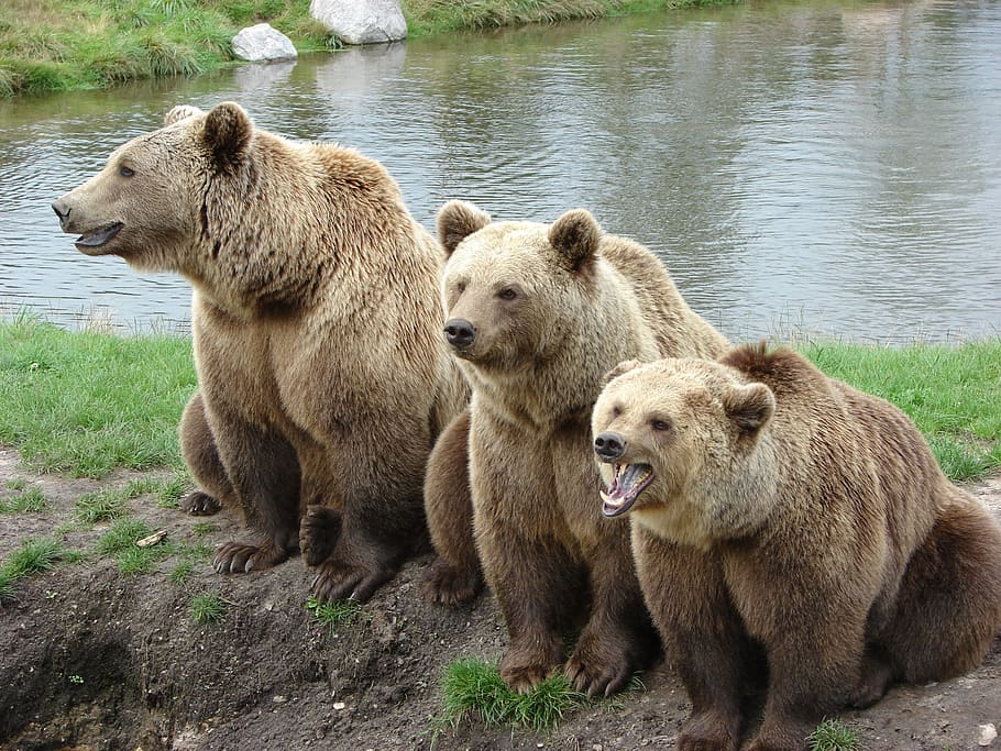 three, brown, bears, daytime, bear, nature park, denmark, brown bear, zoo, wildlife park