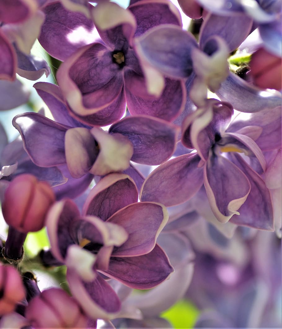 lilás, violeta, flores roxas, primavera, floração, arbusto, ornamentais, perfumado, mudança, planta
