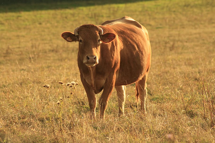 牛, 農場, 動物, 牛肉, 農業, 乳製品, 自然, 黒, 家畜, 牛乳
