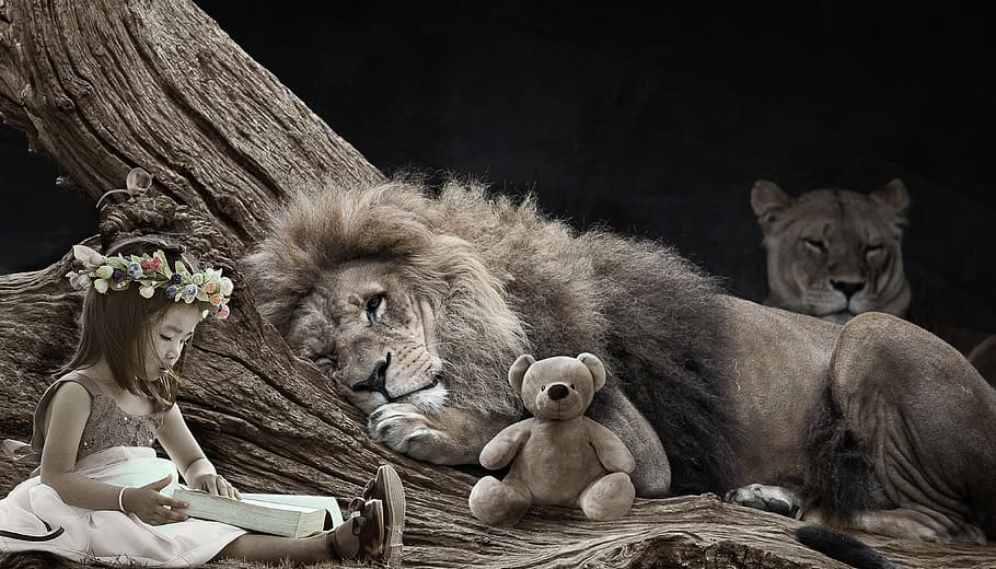fotografi abu-abu, singa, di samping, teddy, bear, gadis membaca buku, fantasi, dongeng, gadis, gua
