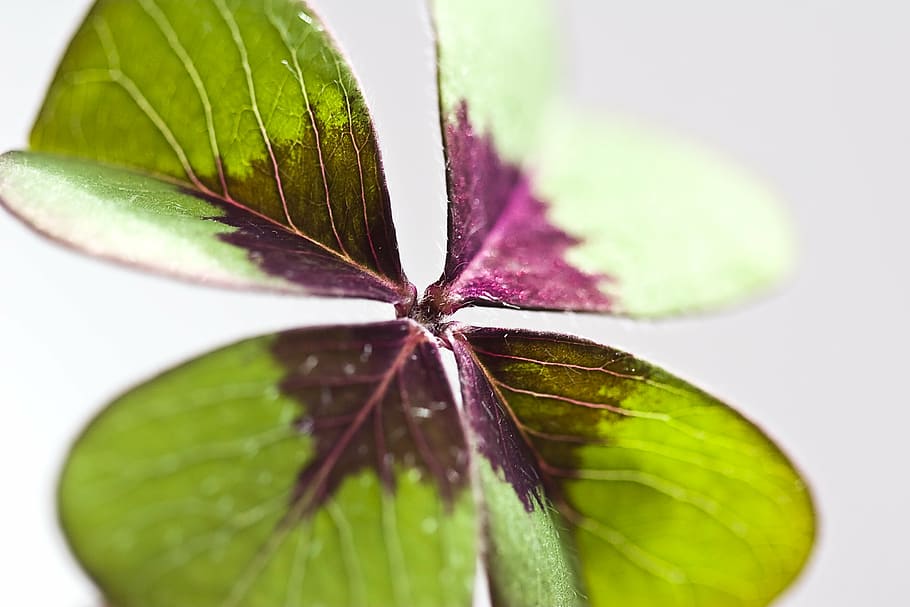 green, leaf, shallow, focus photo, klee, lucky clover, luck, lucky charm, shamrocks, plant