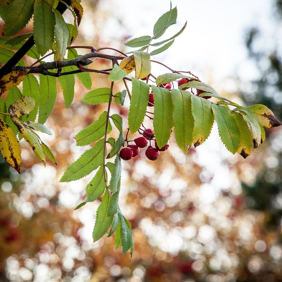 Rowanberry, Fall, Rowan, Berry, autumn, berries, season, colored, fruit, leaves