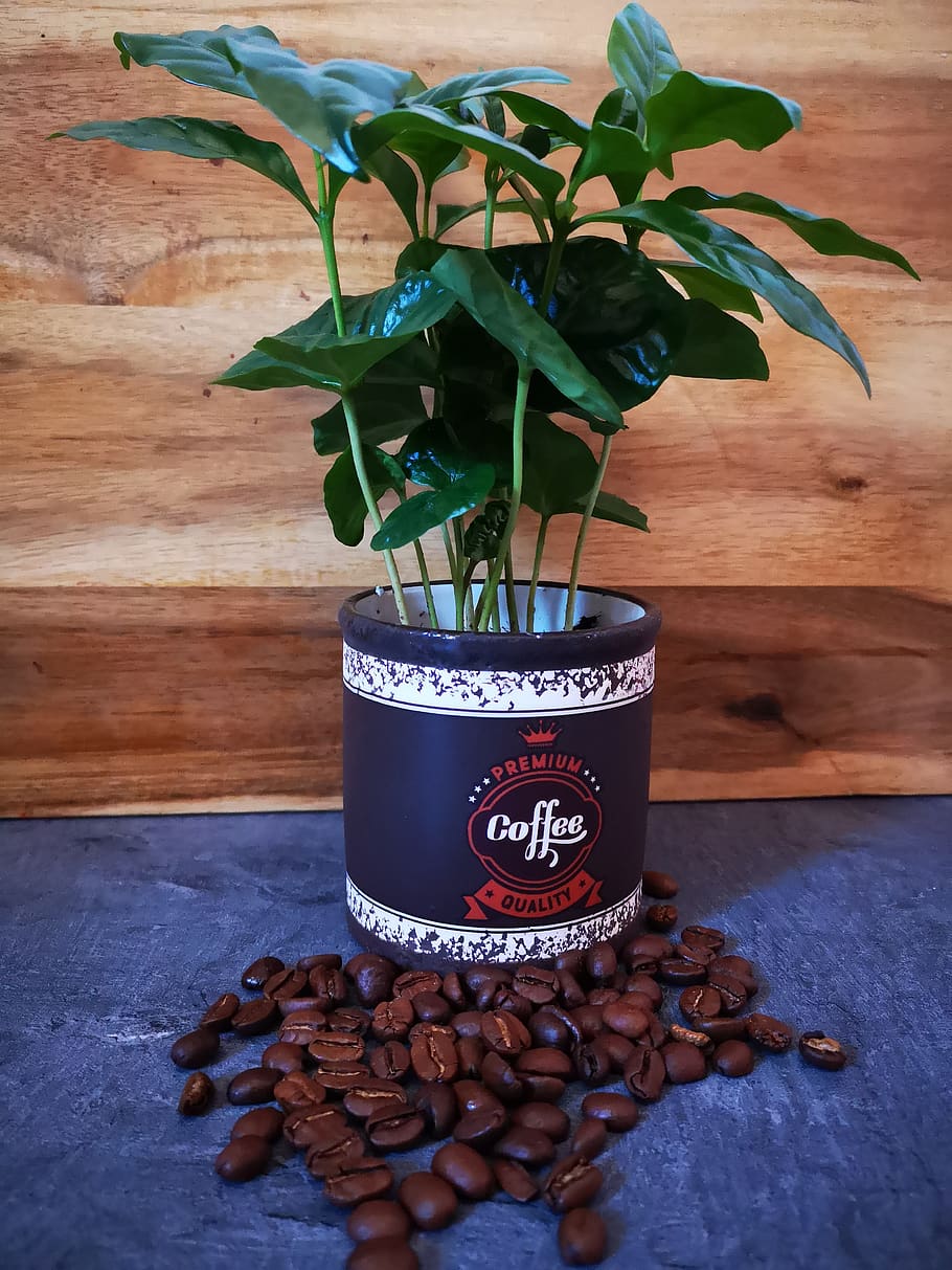 coffee, coffee beans, beans, plant, text, potted plant, table, leaf, nature, roasted coffee bean