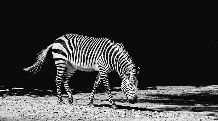 seashore photography, Zebra, seashore, photography, animal, zoo, zebra crossing, nature, africa, stripes