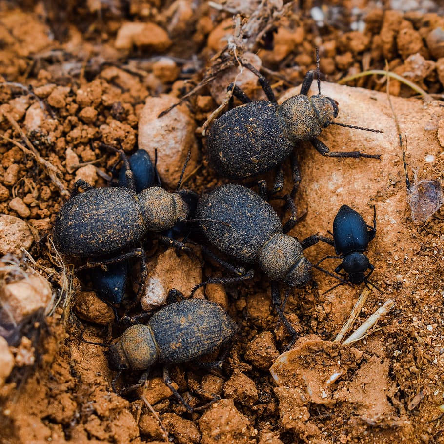 Beetles, Insect, Nature, Bug, Wildlife, animal, nest, family, close-up, science