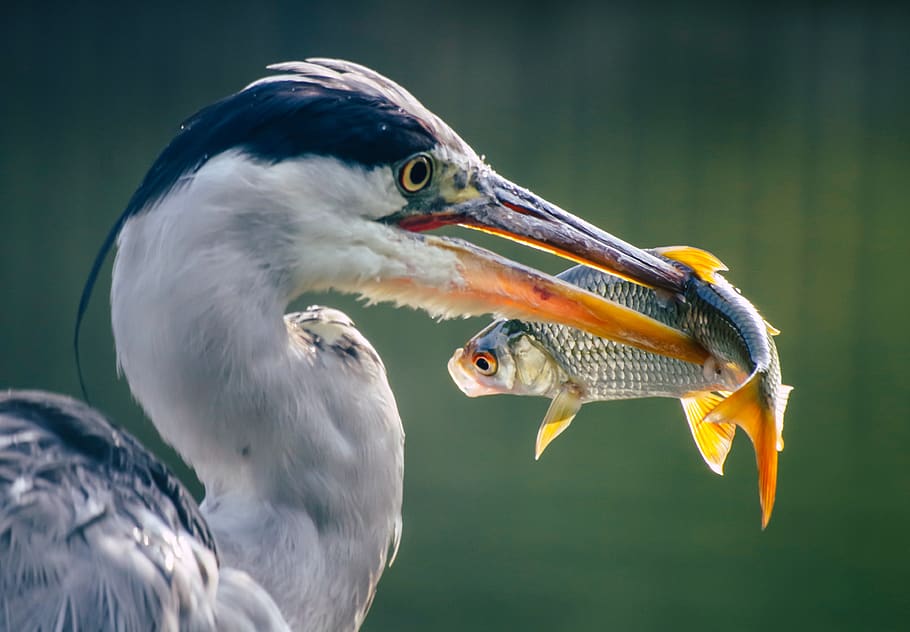 heron, fish, prey, hunt, eat, hunter, bird, bill, fish-eaters, vertebrate