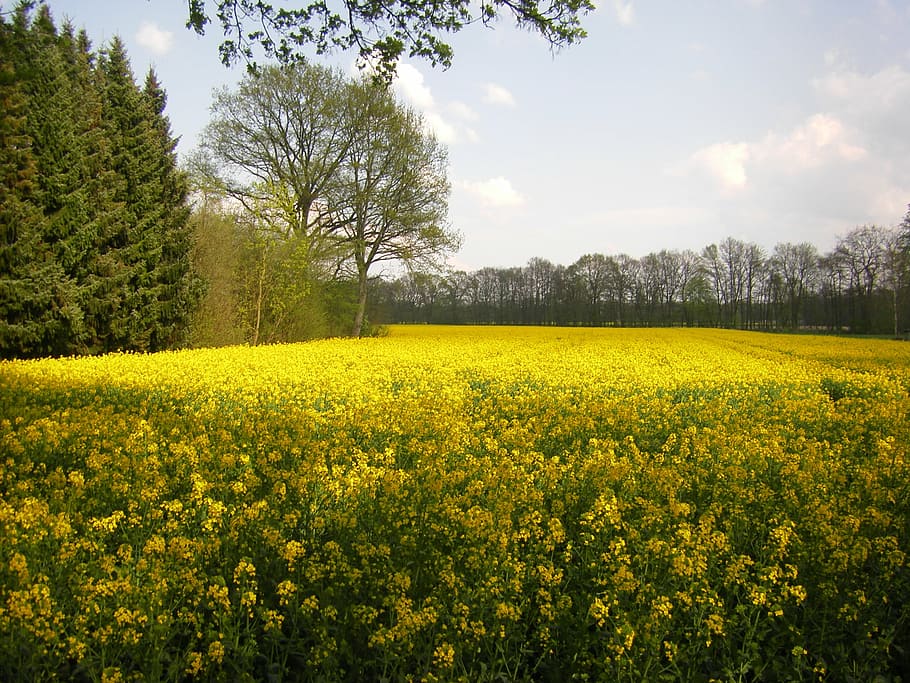 oilseed rape, yellow, field, field of rapeseeds, blossom, bloom, summer, landscape, rape blossom, agriculture