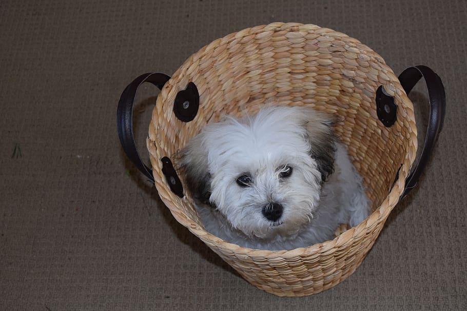 puppy, basket, maltese shih tzu, pet, dog, cute, young, adorable, cute puppy, sitting