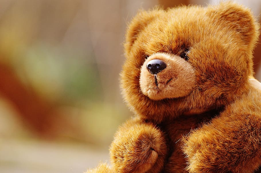 brown, bear, plush, toy, teddy, soft toy, stuffed animal, teddy bear, brown bear, children
