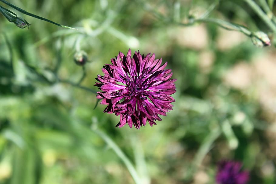 flor de campo, prado, flores silvestres, verano, flor morada, flor  puntiaguda, naturaleza, Flor, planta floreciente, planta | Pxfuel