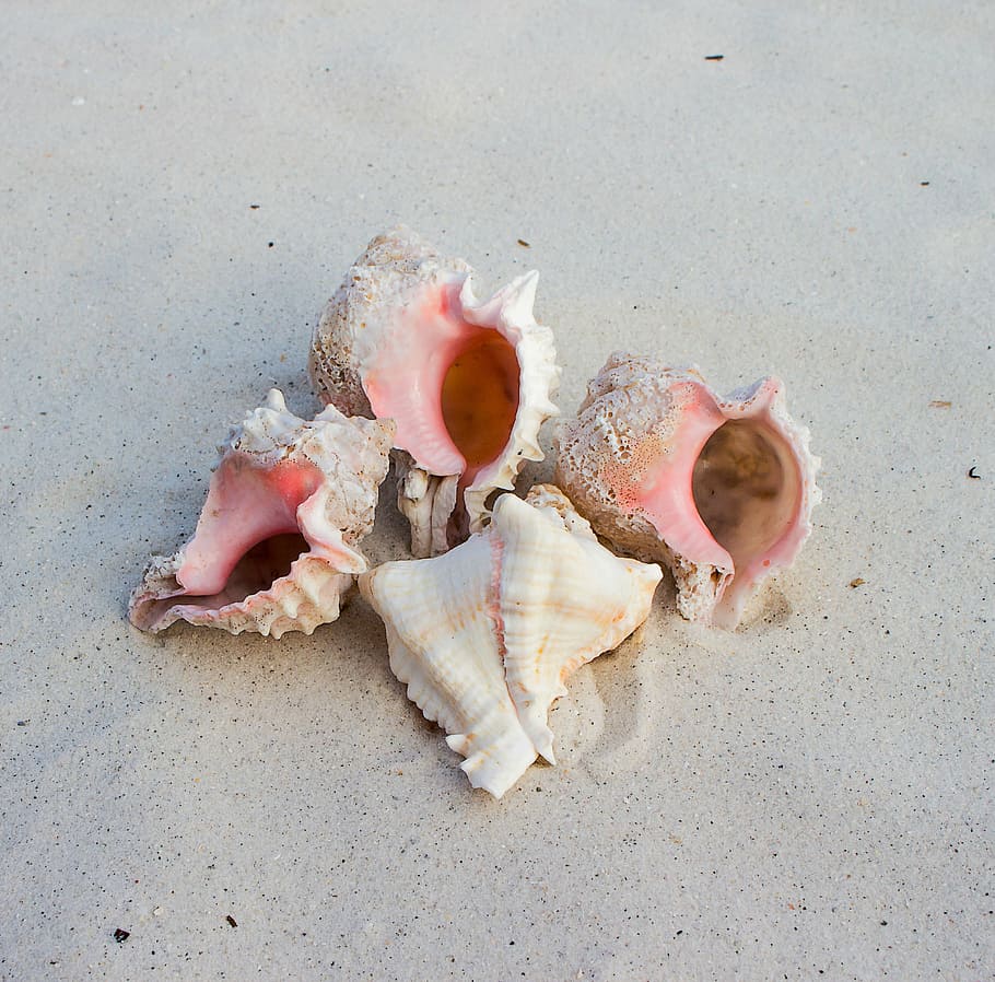 sea snail, shells, hexaplex, erythrostomus, gastropod, molluscum, murex, snails, beach sand, beach