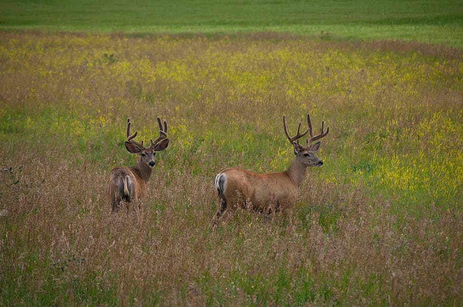 two, brown, deer, green, field, daytime, brown deer, green field, wildlife, nature