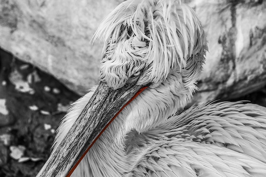 macro shot photography, white, bird, pelikan, water bird, bill, animal portrait, sea birds, plumage, zoo
