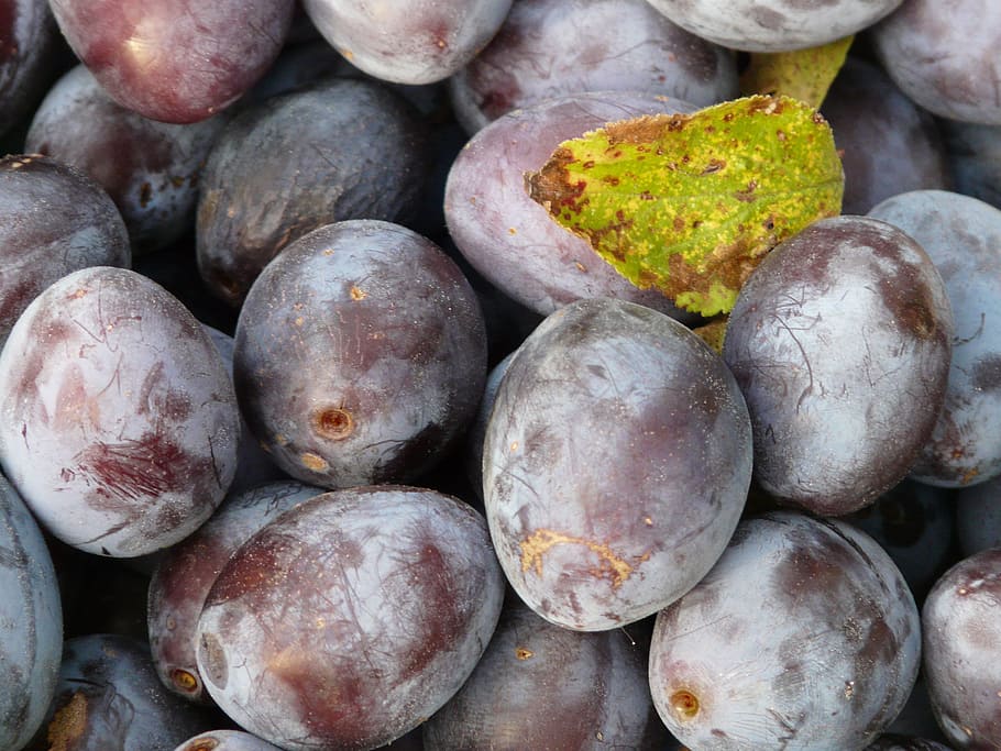 real plum, plum, prunus domestica, blue, fruit, eat, food, plant, harvest, food and drink