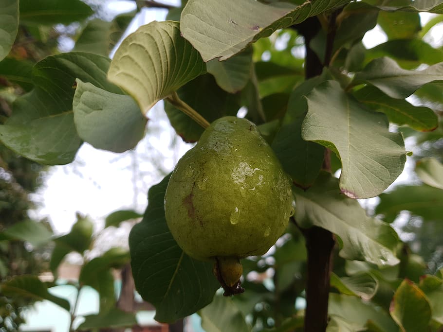 guava, fruit, nature, green, tree, plant, food, fresh, healthy eating, leaf