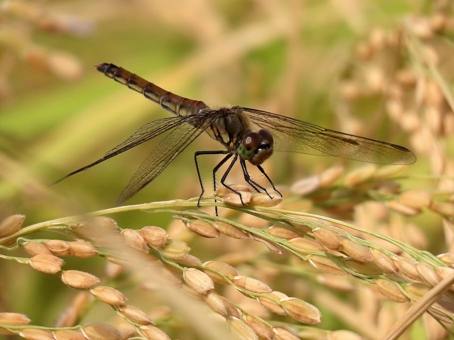 insect, paddy field, rice, dragonfly, red dragonfly, seasonal, autumn, the harvest of autumn, natural, landscape