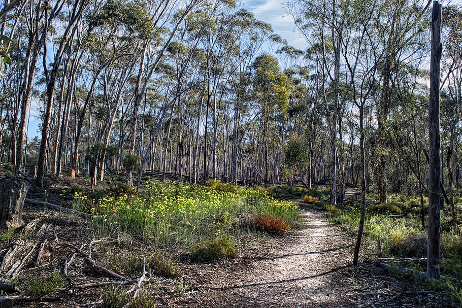 semak, semak berjalan, alam, Australia, Hiking, Outdoor, hutan, dryandra, musim semi, pedesaan