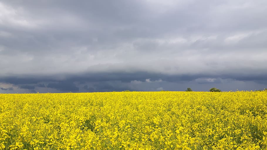 field, mood, clouds, thunderstorm, landscape, arable, yellow, agriculture, beauty in nature, scenics - nature