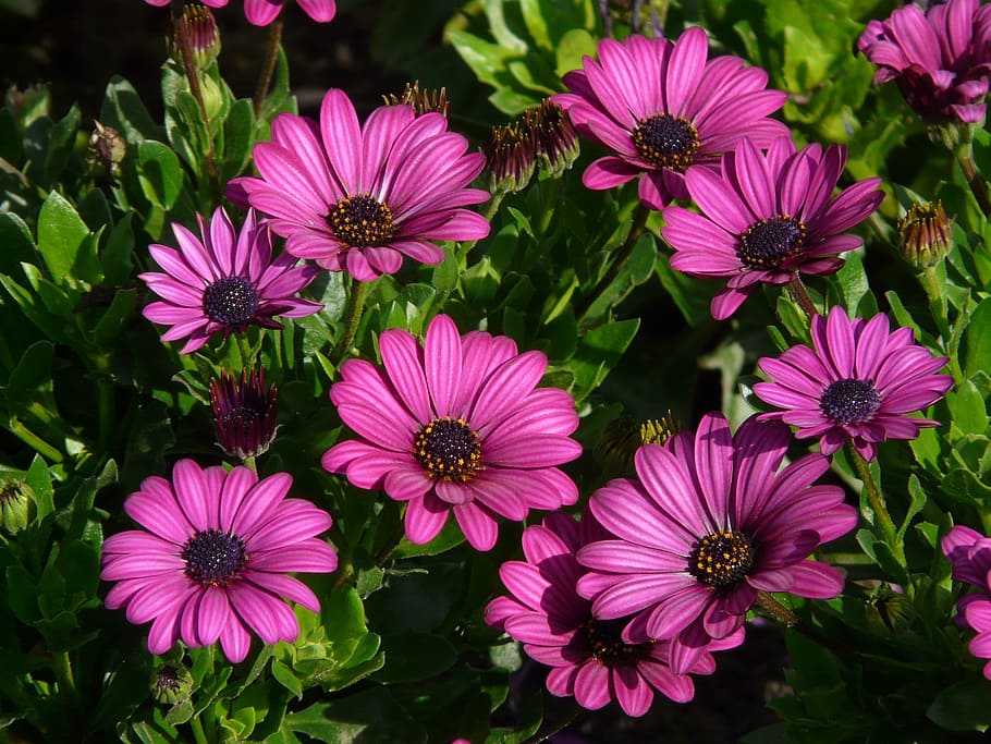 紫色のオステオスペルマムの花, ケープバスケット, オステオスペルマム, ケープデイジー, パターノスター低木, 花, 植物, 夏, 紫色, 切り花