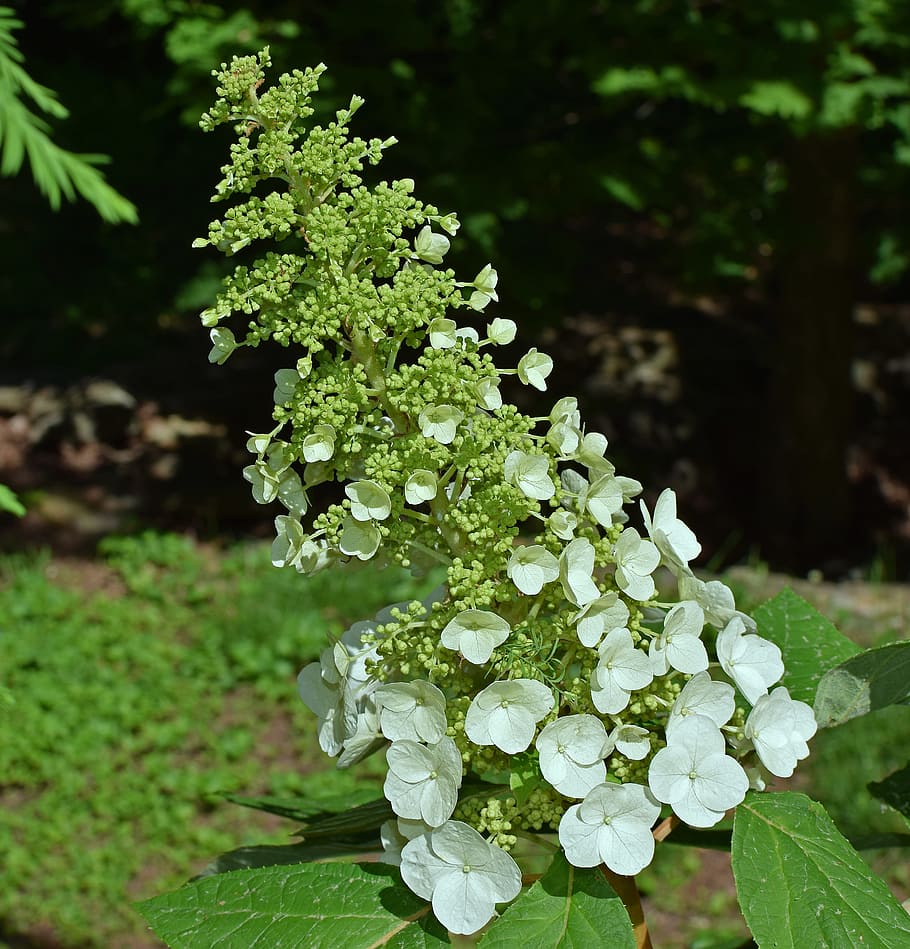 Roble, hoja, hortensia, blanco, hortensia de hoja de roble, flor, brote,  jardín, floración, arbusto | Pxfuel