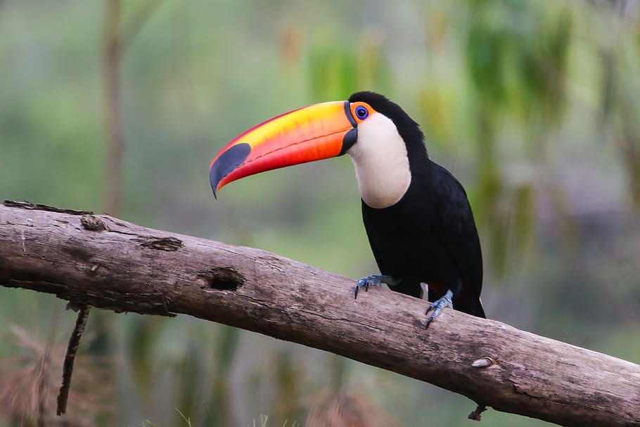 toco toucan, toucan, tucano, tucanuçu, ave, birding, birdwatching, Brazil, alam, eksotik