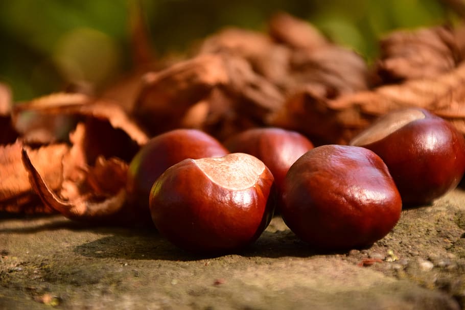 Chestnut, Tutup, Buckeye, Musim Gugur, Daun, alam, makro, warna musim gugur, kering, rosskastanie biasa