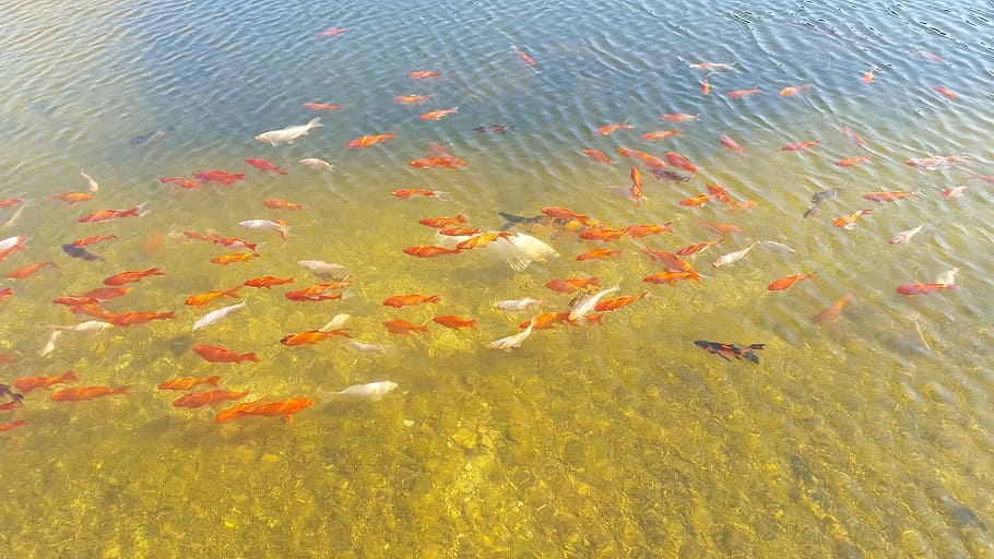 koi, peces de colores, agua, forma de cría japonesa, oro, suerte, superficie del agua, jardín, calma, naturaleza